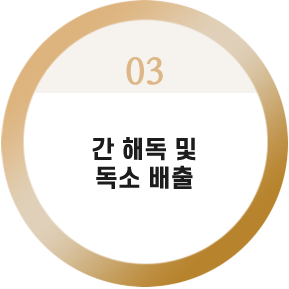 간 해독 및 독소 배출



